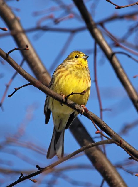 Перната вівсянка позувала для волинського фотографа