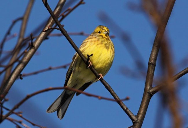 Перната вівсянка позувала для волинського фотографа