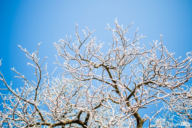 Луцьк – у кришталевій паморозі: казкові світлини різдвяного ранку. ФОТО