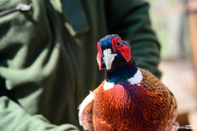 Пернатий «випускний»: на Волині у дику природу випустили фазанів. ФОТОРЕПОРТАЖ