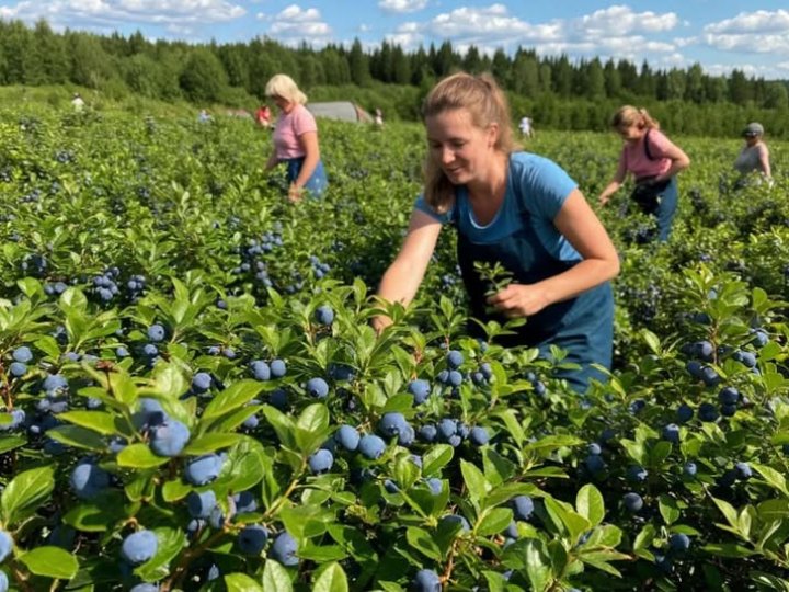 Хто стоїть за ягідною імперією біля Ківерців: $24 мільйони у лохиновий комплекс