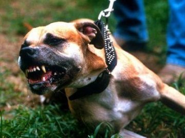 На Волині на хлопчика напав пітбуль. ВІДЕО