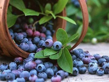 Чорничний сезон на Волині: приймають ягоди дешево, зате перепродують дорого. ВІДЕО