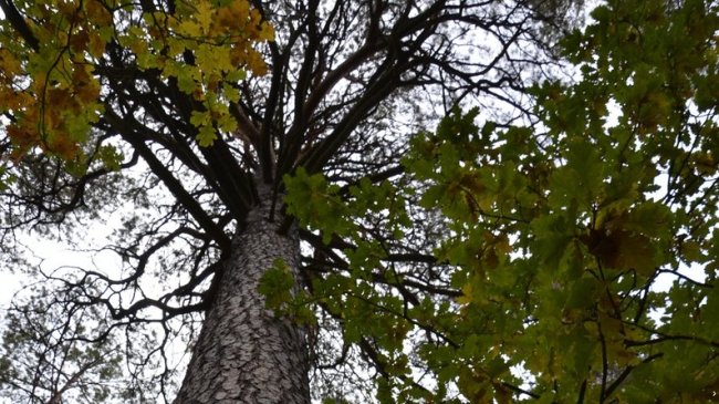 На Волині росте 200-літня сосна. ФОТО