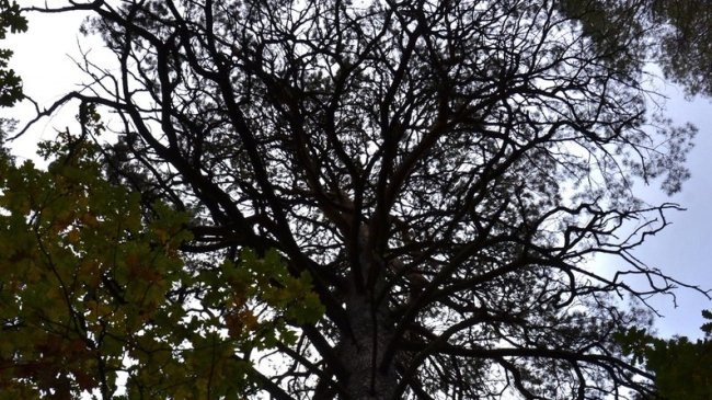 На Волині росте 200-літня сосна. ФОТО