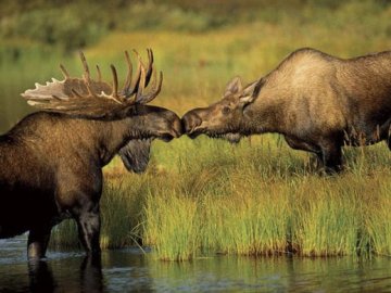 Бігали, стрибали і купалися: лосі наполохали людей у місті на Волині
