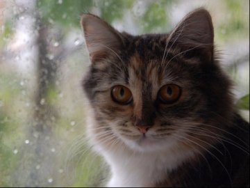 Погода в Луцьку на завтра, 28 серпня