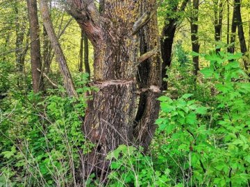 У Луцьку біля Стиру невідомі надрубали майже 20 дерев. ВІДЕО