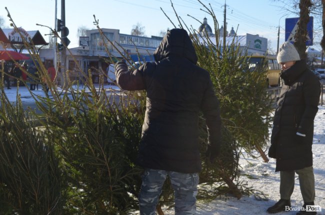 У скільки лучанам обійдуться ялинки та сосни. ФОТО