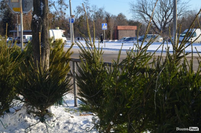 У скільки лучанам обійдуться ялинки та сосни. ФОТО