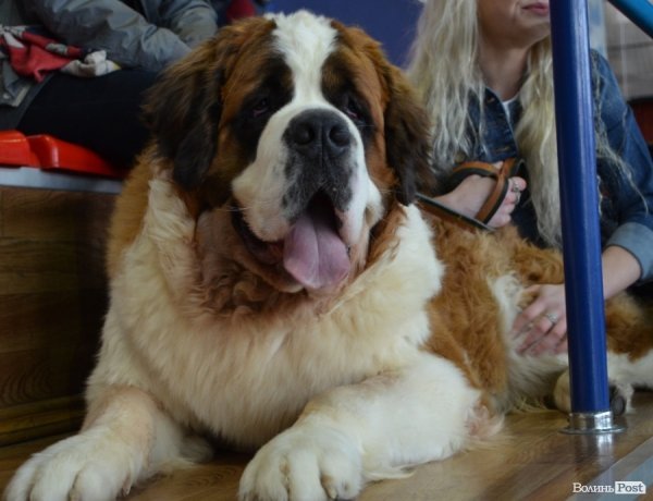 У Луцьку ‒ виставка собак. ФОТО