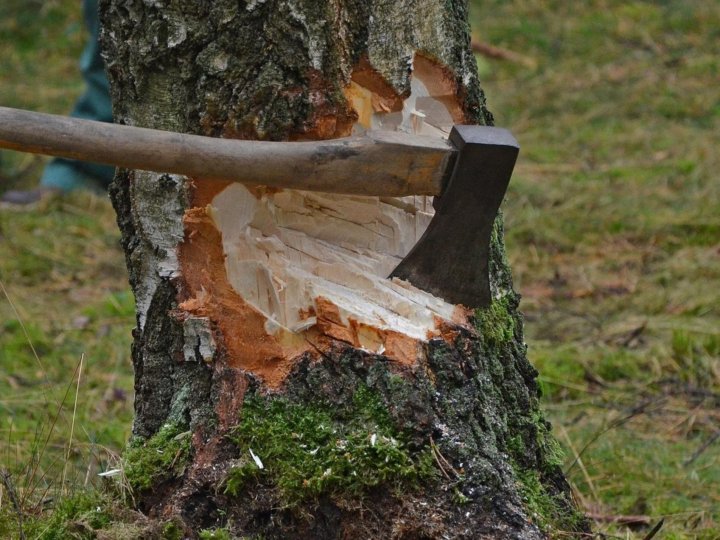 Під час рубки лісу на Волині загинув чоловік, - ЗМІ