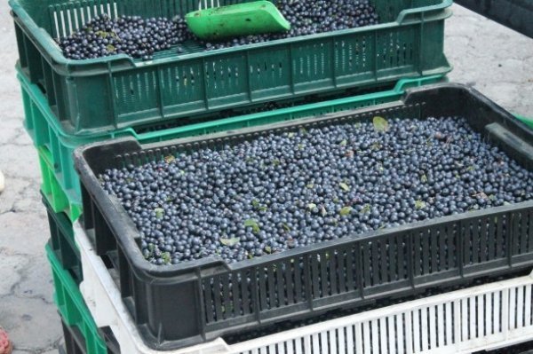 У Луцьку ‒ сільськогосподарський ярмарок. ФОТО