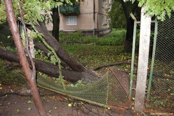 Біля пологового у Луцьку – повалені дерева. ФОТО