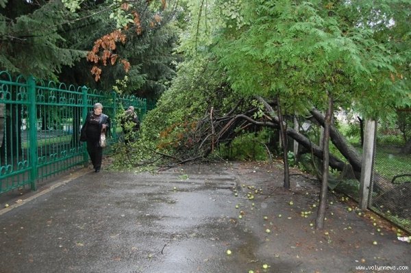 Біля пологового у Луцьку – повалені дерева. ФОТО