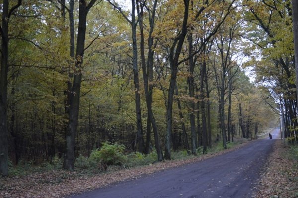 Опублікували неймовірні фото волинських лісів восени