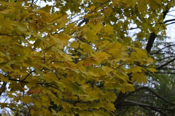 Опублікували неймовірні фото волинських лісів восени