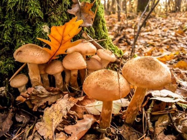 Опублікували неймовірні фото волинських лісів восени