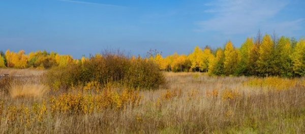 Опублікували неймовірні фото волинських лісів восени