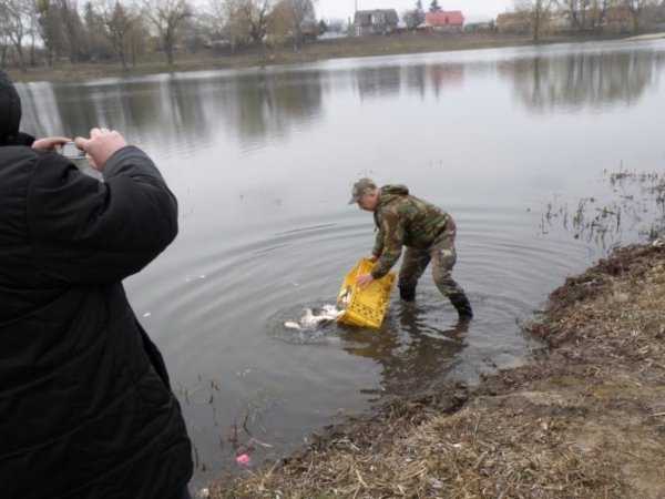 У Теремнівські ставки запустили 500 кілограмів риби. ФОТО