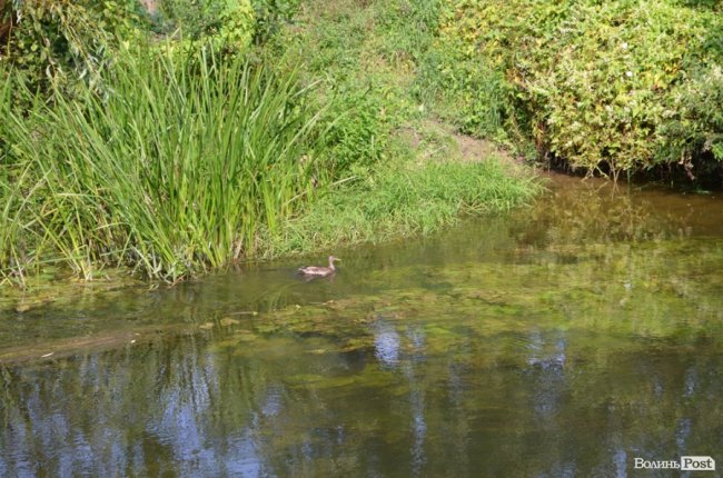 Стир судноплавний, або Подорож луцькою Амазонкою. ФОТО