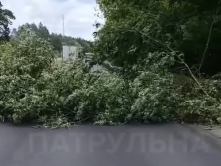 На Волині вітер повалив дерево, яке перегородило трасу. ВІДЕО
