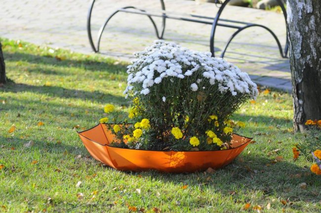 Мешканці Луцького зоопарку – в очікуванні зими. ФОТО