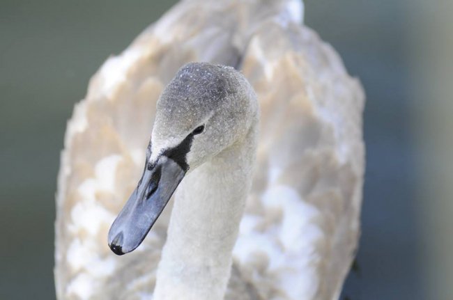 Мешканці Луцького зоопарку – в очікуванні зими. ФОТО