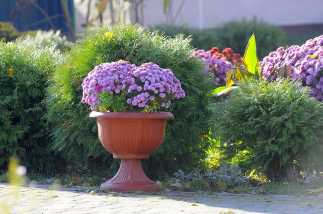 Мешканці Луцького зоопарку – в очікуванні зими. ФОТО