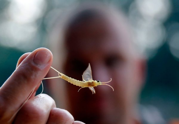 Чоловік тримає довгохвосту муху, яку впіймав на річці Тиса (135 км на південний схід від Будапешту, Угорщина)