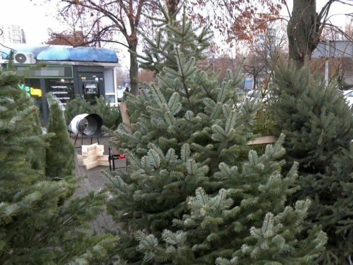 Скільки коштує ялинка в Луцьку
