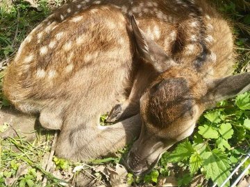 У вольєрному господарстві на Волині народилось оленя. ФОТО