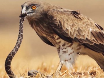 Фільм «Сім природних чудес Волині» отримав відзнаку на кінофестивалі