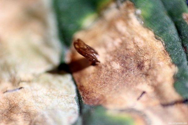 У Луцьку похворіли каштани. ФОТО