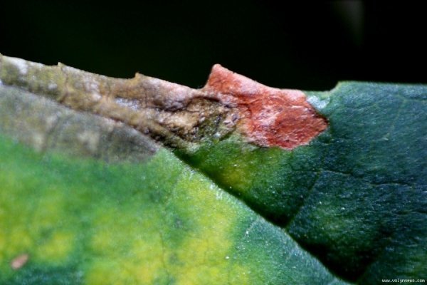 У Луцьку похворіли каштани. ФОТО