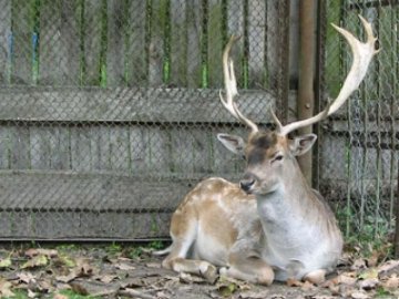 Тварини хочуть тиші: у Луцьку просять заборонити гучні заходи на іподромі