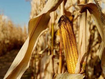 Волинь лідирує за врожайністю кукурудзи в Україні
