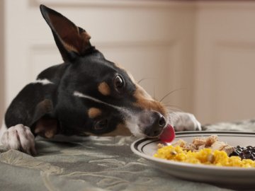 Тварина – не відро для сміття та відходів, – луцька ветеринарка про годування улюбленців на свята