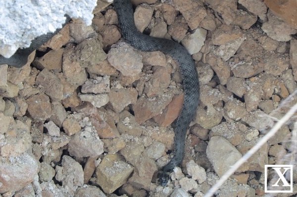 Під Луцьким замком оселились отруйні змії? ФОТО