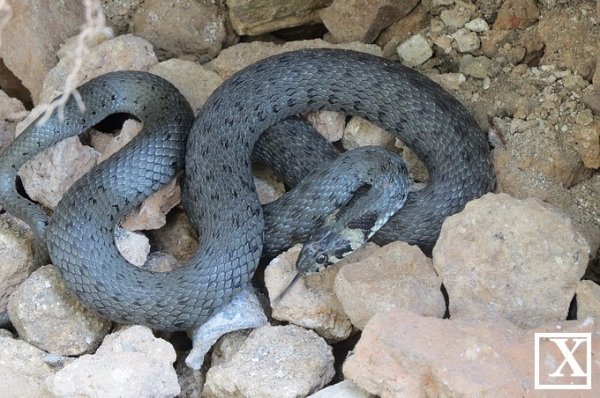 Під Луцьким замком оселились отруйні змії? ФОТО