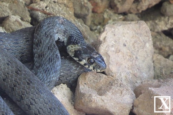 Під Луцьким замком оселились отруйні змії? ФОТО