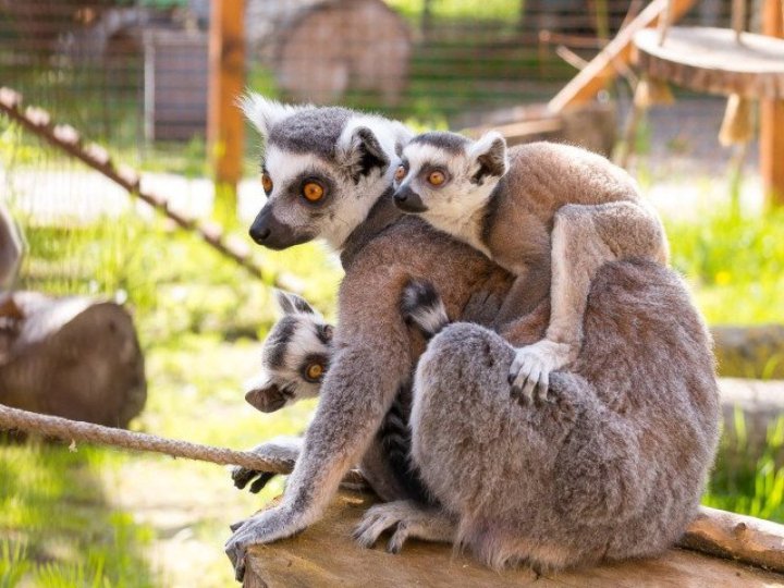 Луцький зоопарк змінив графік роботи