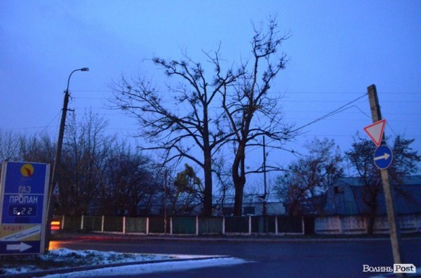 У Луцьку величезні сухі дерева можуть гепнутися просто на дорогу. ФОТО