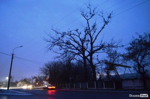 У Луцьку величезні сухі дерева можуть гепнутися просто на дорогу. ФОТО