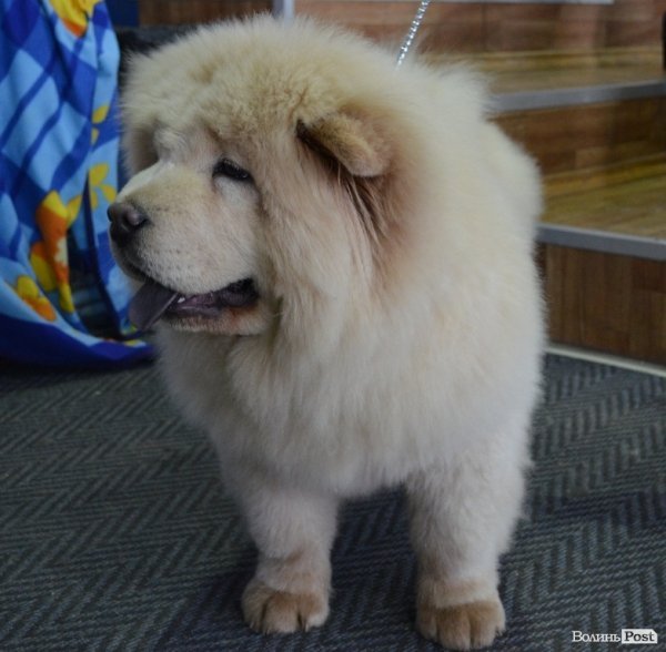 У Луцьку ‒ виставка собак. ФОТО