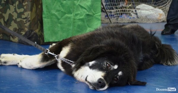 У Луцьку ‒ виставка собак. ФОТО