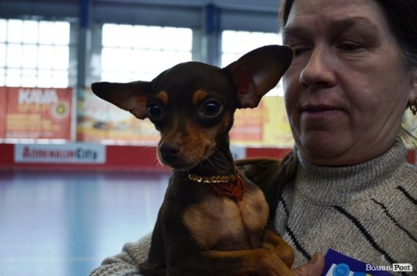 У Луцьку ‒ виставка собак. ФОТО
