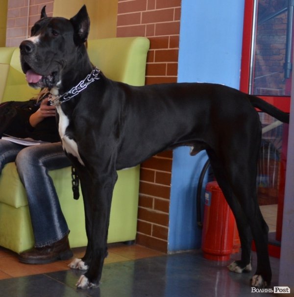 У Луцьку ‒ виставка собак. ФОТО