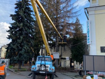 У центрі Луцька зрізають ялинки. ВІДЕО
