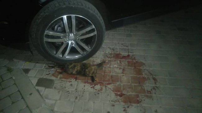 У Луцьку водій «бляхи» переїхав тварину. ФОТО 18+